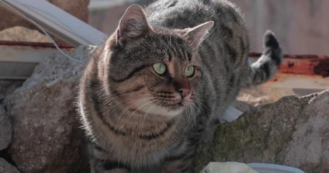 Close-up shot of cute cat Stock Footage 147409879