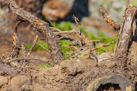 Close up shot of a cute chipmunk Foto stock