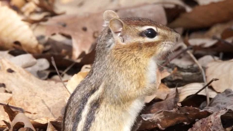 Close shot of Cute chipmunk in woods runs away, 1080p tripod shot 動画素材 99323975