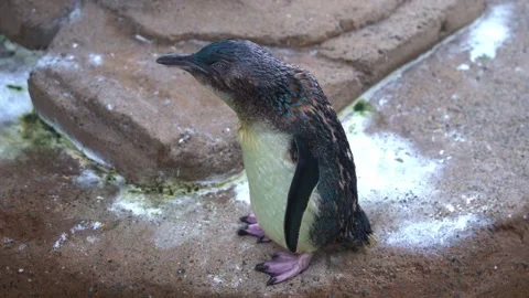 Close up shot of a cute flightless Australian little penguin, eudyptula Stock Footage 242506747