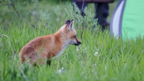 Close up shot of a cute Kit Fox Stock Footage 201446341