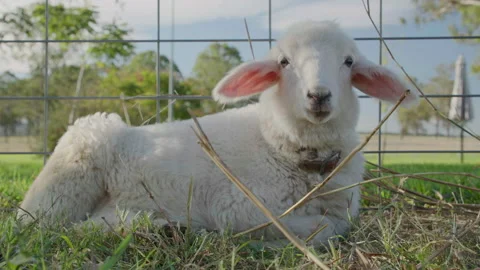 Close up shot of cute lamb Stock Footage 223973581