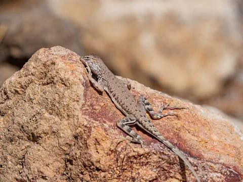 Close up shot of a cute Lizard Foto stock