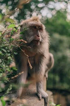 Close up shot of cute monkey sitting on wall in sacred monkey forest Stock Photos