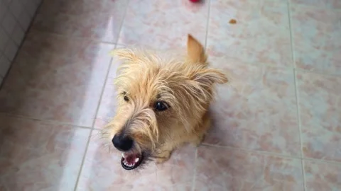 Close up shot of cute mutt dog at home an eating treat from hand of owner. Stock Footage 242647762