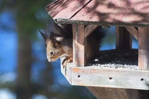 Close-up shot of a cute red squirrel in a bird feeder stealing seeds Foto stock