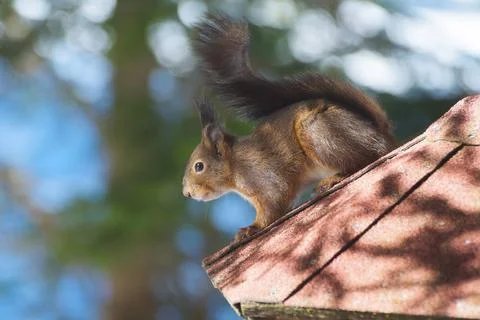 Close-up shot of a cute red squirrel on the roof of a bird feeder near forest Stock Photos