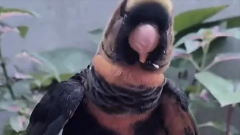 Close up shot of a cute small bird perched on a human finger Stock Footage 338171158