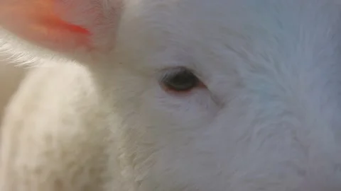 Close up shot of a cute spring lamb Stock-Footage 159680732