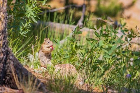 Close up shot of a cute squirrel eating fruits Stock Photos