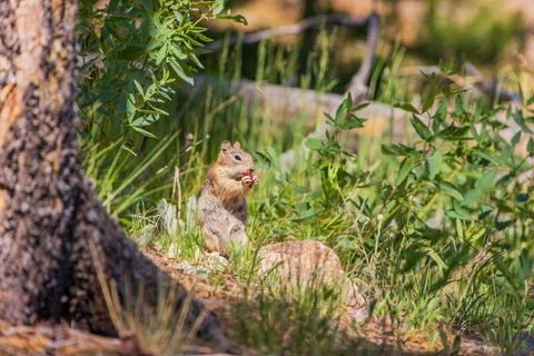 Close up shot of a cute squirrel eating fruits Stock Photos