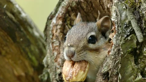 Close up shot of cute squirrel with nut in mouth hiding in tree trunk. Stock Footage 147644264