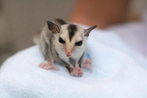Close-up shot of a cute tiny sugar glider sitting and eating Foto stock
