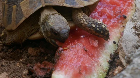 Close up shot of a cute turtle eating watermelon Stock Footage 90268387