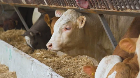 Close up shot of cute young cows in different colors. Vidéo 179035085