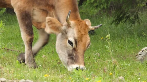 Close up shot of cute young cows in different colors grazing on meadow during Stock Footage 248696116