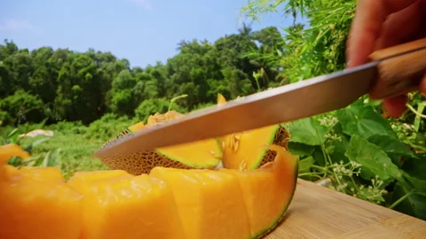 Close Up Shot of Cutting Cantaloupe Melon Slices with Knife Showing Juicy Orange Stock Footage 331150972