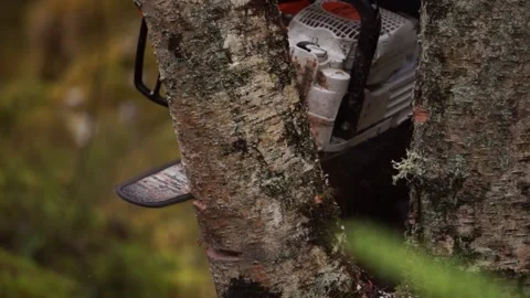 Close up shot. Cutting down a tree with a chainsaw Stock Footage 233900522