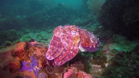 Close-up shot of a cuttlefish. Stock Footage 93729003