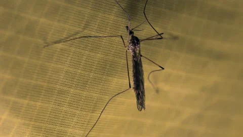 Close-up shot of a daddy long-legs insect inside a tent at night Stock Footage 346640668