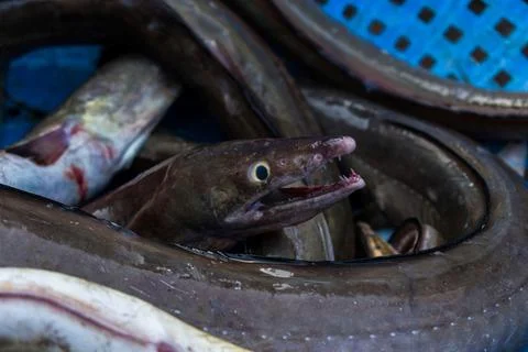 Close up shot of daggertooth pike conger fish with shallow depth of field. Stock Photos