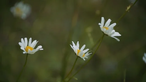 Close up shot of daisies blowing in the light breeze. In the shade, blurry bokeh Video stock 113118735