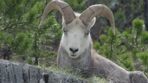 Close up shot of a Dall Ram Sheep in the wild Stock Footage 201751393