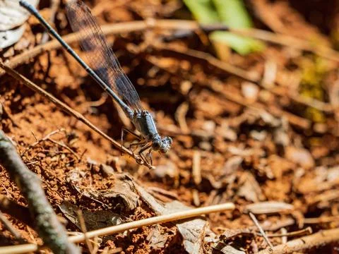 Close up shot of dameselfly Foto stock