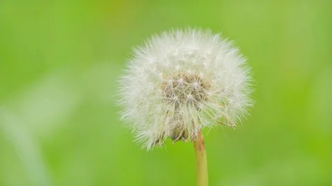 Close shot of Dandelion in 4k Stock Footage 76348557