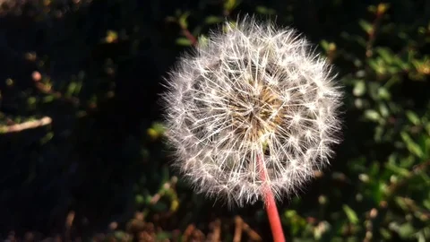 Close-up shot of a dandelion Stock Footage 99116887