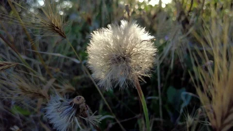 Close shot of a dandelion Video stock 200874146
