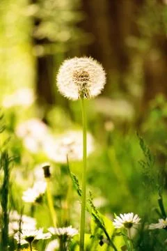 Close up shot of a dandelion Stock Photos