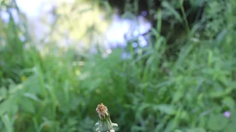Close up shot of dandelion seed head tilt up to river stream in lush green f Stock Footage 342357921