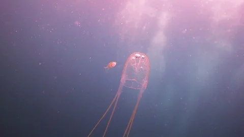 Close up shot of a dangerous Box Jellyfish followed by a really tiny small Stock Footage 101064150