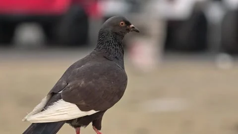 Close up shot of a dark pigeon perching outdoors and looking around Stock-Footage 341416918