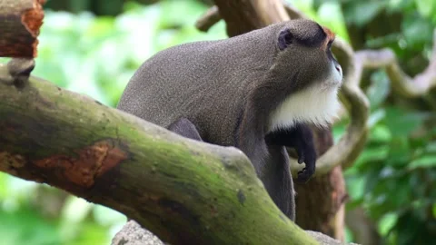Close up shot of a De Brazza's monkey (Cercopithecus neglectus) looks around Stock-Footage 332686978