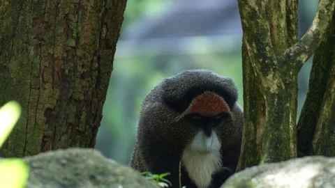 Close up shot of a De Brazza's monkey (Cercopithecus neglectus) feeds on food. Stock Footage 333603961