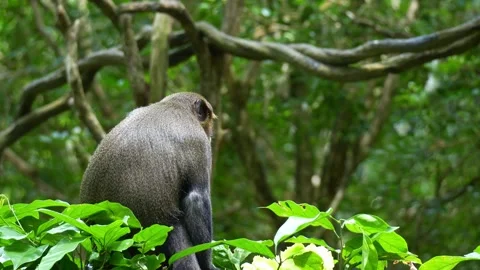 Close up shot of a De Brazza's monkey (Cercopithecus neglectus) holds a piece Stock-Footage 333913435
