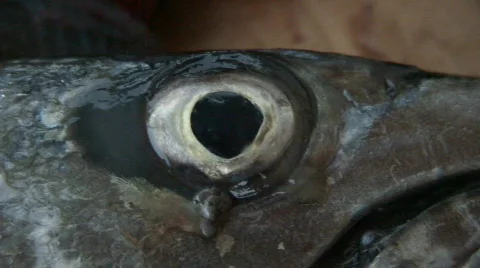 Close shot of dead barracuda´s head 스톡 동영상 420911