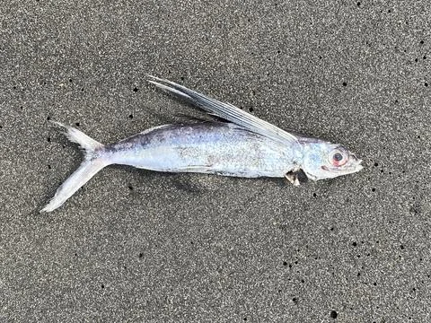 Close up shot, Dead beached Flying Fish, Turtle Island, Taiwan Stock Photos