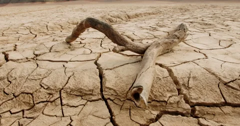 Close up shot of dead branch lying on deserted ground. Driftwood on cracked soil Stock Footage 130599978
