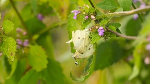 Close up shot of a dead Pieris Rapae on a Ballota Nigra plant, on a sunny Stock Footage 114583039