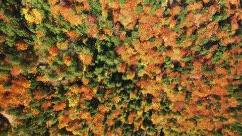 Close-up shot of deciduous forest with vibrant fall colors as seen from above Video stock 233186618