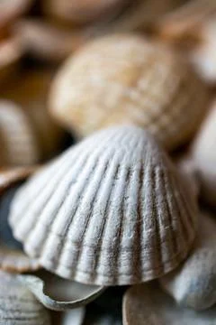 Close up shot of decorative shells Foto stock
