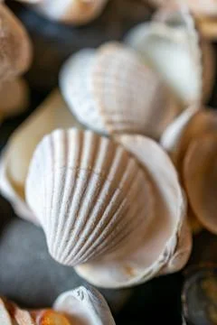 Close up shot of decorative shells Stockfoto's