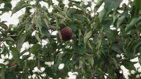 Close shot of deep red apple hidden among thick foliage. Intimate view of Stock Footage 335772261