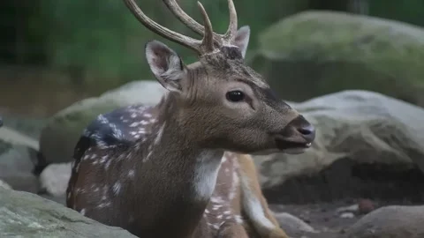 Close up shot of deer in the park 스톡 동영상 297160133