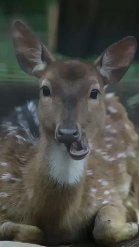 Close up shot of deer in the park 스톡 동영상 297160166