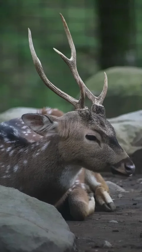 Close up shot of deer in the park Stock Footage 297160190