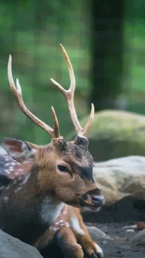 Close up shot of deer in the park Video stock 297160449